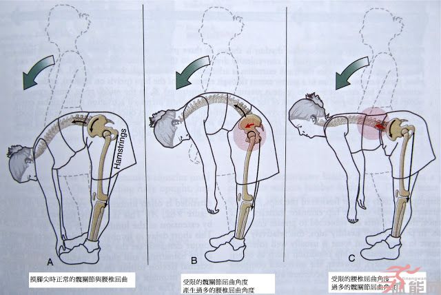 腰部前屈后伸示意图图片