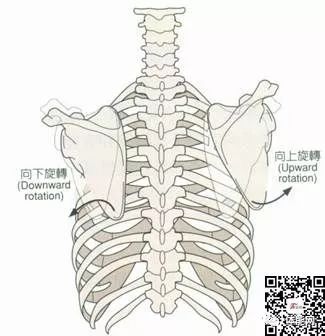 身体纠正训练的17个入门指南-第8张图片-体能网
