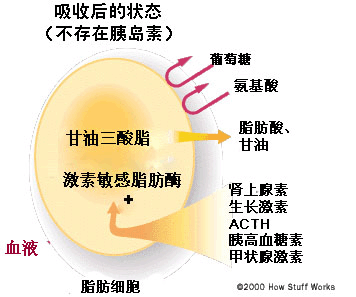 脂肪细胞揭秘-第3张图片-体能网