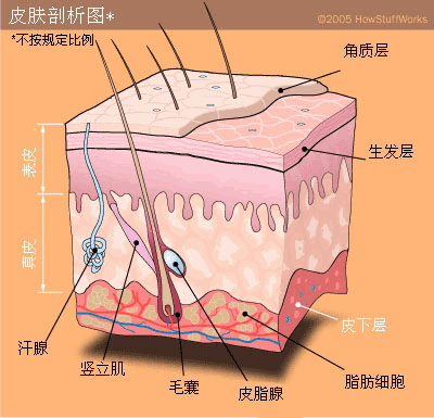 脂肪细胞揭秘-第1张图片-体能网