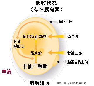 脂肪细胞揭秘-第2张图片-体能网