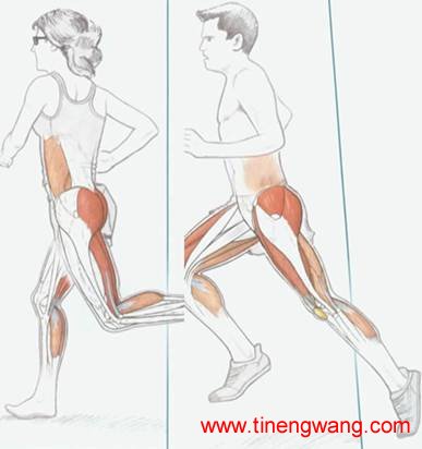 对跑步动作分析讲解速度的练习方法-第4张图片-体能网 对跑步动作分析讲解速度的练习方法-第4张图片-体能网