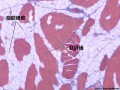 肌肉的结构功能