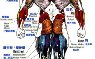 腹背肌肉解剖结构 腹背肌肉解剖结构